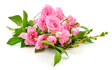 Pink roses bouquet isolated on white background