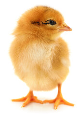 Small yellow chicken isolated on white background