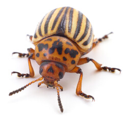 Colorado potato beetle isolated on white background