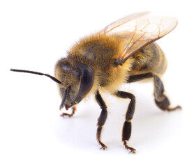 Honey bee isolated on white background