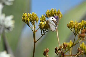 Schmetterlin am Nektar sammeln in Namibia © anni94