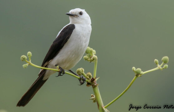 xolmisdominicanus