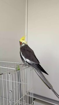 calopsite caminhando fora da gaiola 