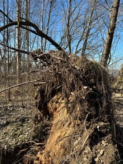 Fototapeta premium Uprooted Tree with Exposed Roots Lying on Ground in Park