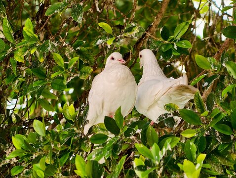 Tender portrait capturing two white doves amidst thick green leaves with direct eye contact