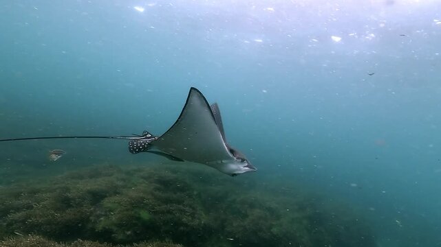 Slow motion of an eagle ray swimming through a turquoise blue lagoon, gliding smoothly while a remora stays attached under its belly. Filmed in a lagoon at Byron Bay, Australia.