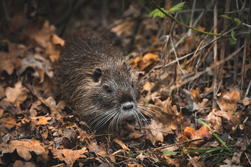 Nutria Walking Through Fallen Leaves (Myocastor coypus)