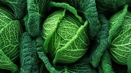 Fototapeta premium Close-up of fresh green savoy cabbage with detailed veined leaves.