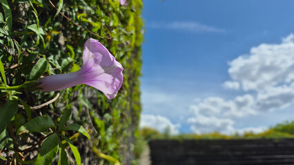 Purple Flower Against Green Wall with Blue Sky Background