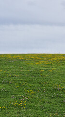 Green Grass with Yellow Flowers Under Blue Sky