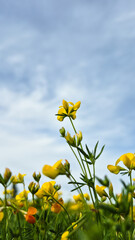 Flower Seen from Below Against Blue Sky with Clouds