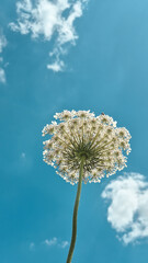Flower Seen from Below Against Blue Sky with Clouds