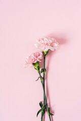 Bouquet of pink carnations on a pink background, copyspace