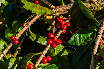 Coffee beans grow on the bush