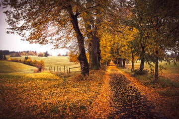 Peaceful empty mesmerizing country road through autumn allee with old oak trees with colorful  leaves