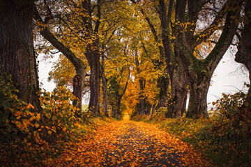 Peaceful empty mesmerizing country road through autumn allee with old oak trees with colorful  leaves