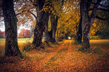 Peaceful empty mesmerizing country road through autumn allee with old oak trees with colorful  leaves