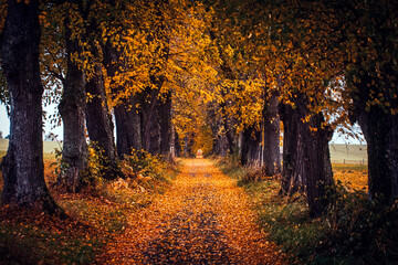 Peaceful empty mesmerizing country road through autumn allee with old oak trees with colorful  leaves
