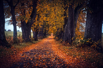 Peaceful empty mesmerizing country road through autumn allee with old oak trees with colorful  leaves