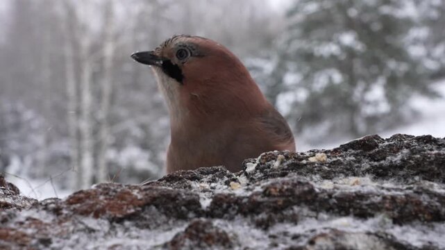 Eurasian Jay is feeding winter 