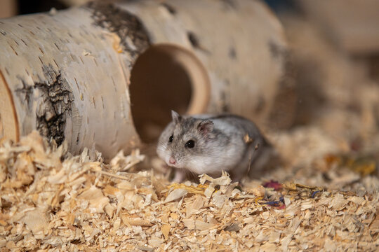 dsungarischer Hamster, Jungtier pl&uuml;ndert Flachs