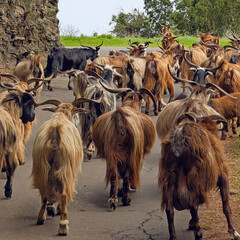 Goats on the road to Crater Taburiente , La Palma island, Spain