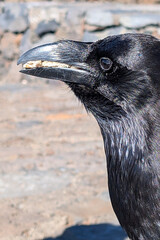 Obraz premium The Raven’s Perch: Wildlife at La Palma’s Summit Observatory st Volcano Caldera Taburiente