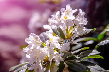 Fototapeta premium white rhododendron blooms in the Botanical garden 
