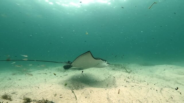Slow motion shot of an eagle ray gliding gracefully above a sandy seabed in a shallow lagoon. Calm movement highlights its winglike fins, filmed at Byron Bay, Australia.