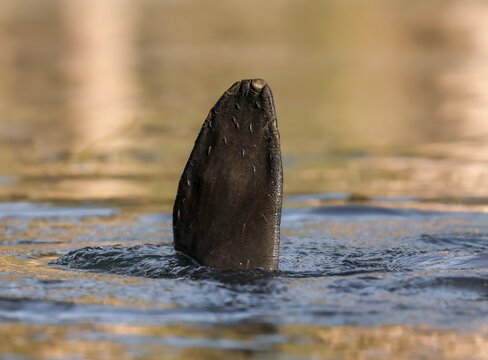 Manatee Waving Fingernails Looks Like a Hand