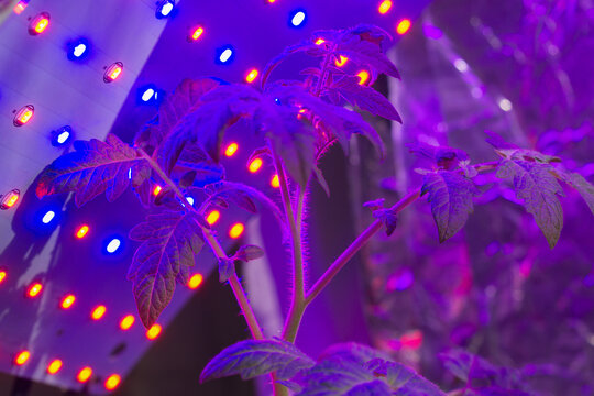 Plants grow under LED lights in an indoor garden setup during the evening hours