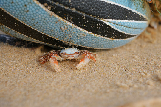 CRABES 