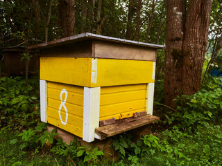 Yellow bee hive with number eight on a side placed in a dense forest to get natural organic honey. Work to get premium top quality product. Agriculture industry