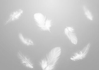 Obraz premium White fluffy feathers flying in air against grey background