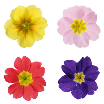 Primrose flowers in different colors isolated on white, set