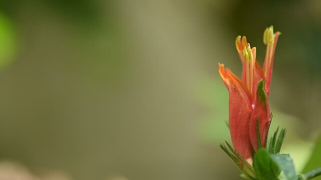HopHeaded Barleria or Clinacanthus nutans (Burm.f.) Lindau branch flowers on natural background.