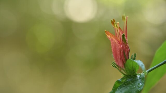 HopHeaded Barleria or Clinacanthus nutans (Burm.f.) Lindau branch flowers on natural background.