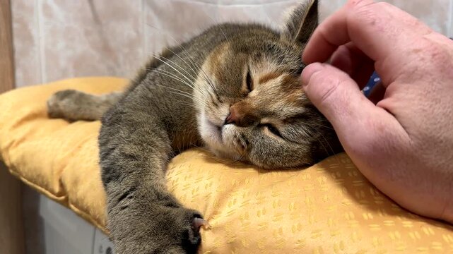 Stroking a cat. Man stroking cat's head. Cat is lying on mat on top of washing machine in the bathroom. Adult British chinchilla cat on mat in home. Family cats and domestic kittens.