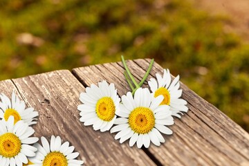 Obraz premium white fresh aroma daisy flower