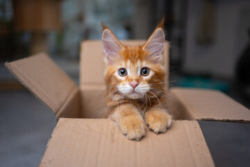 fluffy ginger maine coon kitten iside of cardboard box peeking out looking at camera curiously with...