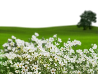 Obraz premium A green hill with blooming wild flowers in spring.