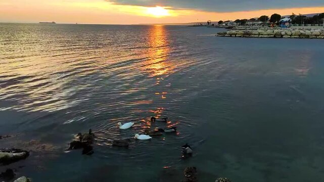Beautiful Golden Sunset Over the Calm Sea at Sarkoy Beach. A Group of Ducks Swimming Gently in the Shimmering Water Reflections. Peaceful Nature Scenery in Thrace Region, Marmara Sea, Turkey.