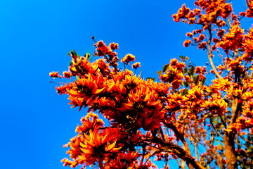 orange flowers on blue sky