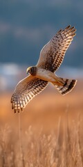 Obraz premium Hawk gliding through the air