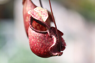 Close-up of tropical pitcher plants hanging in soft natural light, showing red and green patterned textures with shallow depth of field, highlighting exotic carnivorous plants in nature.