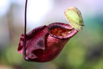 Close-up of tropical pitcher plants hanging in soft natural light, showing red and green patterned textures with shallow depth of field, highlighting exotic carnivorous plants in nature.