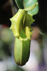 Close-up of tropical pitcher plants hanging in soft natural light, showing red and green patterned textures with shallow depth of field, highlighting exotic carnivorous plants in nature.