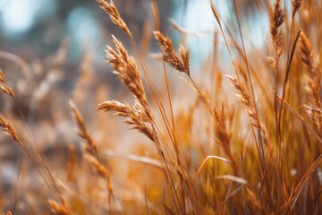 Obraz premium Dry grass in an unkempt outdoor space