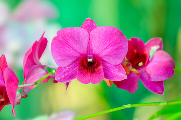 Close-up of vibrant pink orchid flowers blooming on a green stem, with soft bokeh background, showcasing tropical beauty, delicate petals, and vivid natural colors.