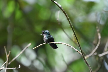 An Antillean crested hummingbird (Orthorhyncus cristatus) perched on a branch in a forest in St. Lucia.